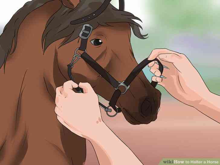 Image intitulée Licol Cheval Étape 8